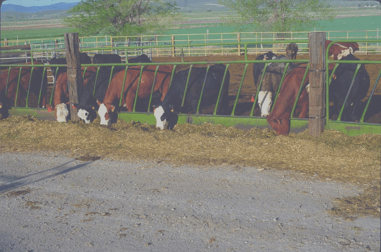 Cattle-Feeding-Web-Pic