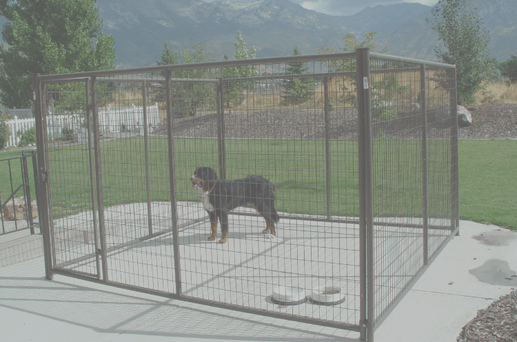 Dog-Kennels-Web-Pic